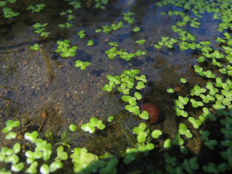 Lemna minor